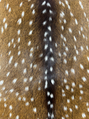 Top Grade Axis Deer Skin (1 tiny hole near edge) Size: 41x33" Axis-734