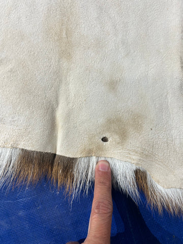 Top Grade Axis Deer Skin (1 tiny hole near edge) Size: 41x33" Axis-734