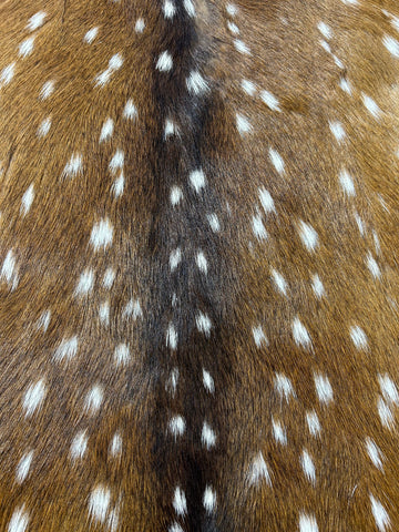 Top Grade Axis Deer Skin Size: 40x31" Axis-735