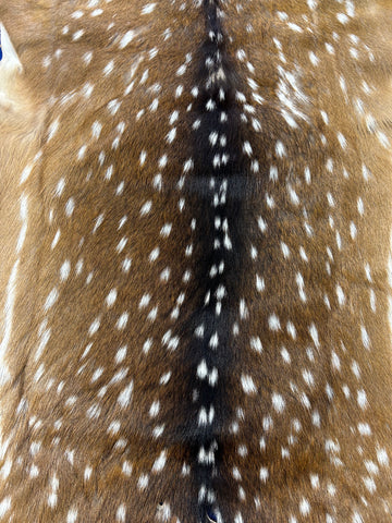 Rug Grade Axis Deer Skin (a couple of small holes and small scars) Size: 35x26" Axis-736