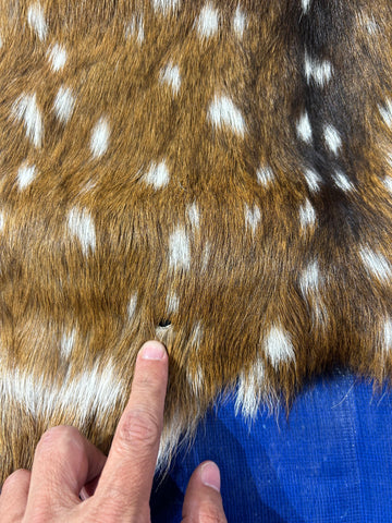 Top Grade Axis Deer Skin (small hole) Size: 39x28" Axis-737