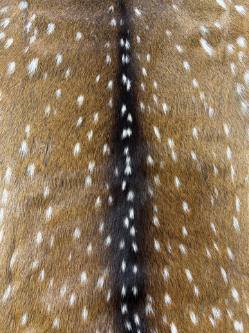 Top Grade Axis Deer Skin (small hole in the leg) Size: 41x25" Axis-738