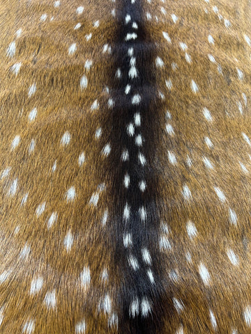 Top Grade Axis Deer Skin (small hole in the leg) Size: 41x25" Axis-738