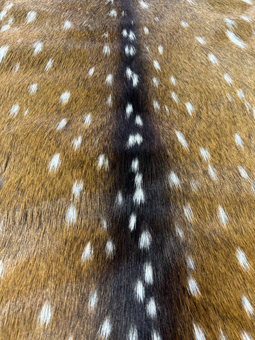 Top Grade Axis Deer Skin (small hole in the leg) Size: 41x25" Axis-738