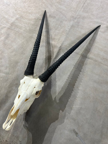 BIG Male Oryx Skull - African Antelope Horn + Gemsbok Skull (Horns are around 32 and 34 inches)