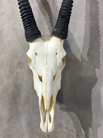 BIG Male Oryx Skull - African Antelope Horn + Gemsbok Skull (Horns are around 32 and 34 inches)