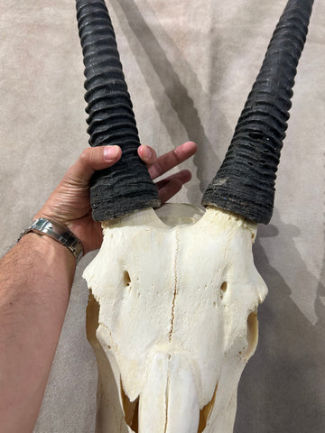 BIG Male Oryx Skull - African Antelope Horn + Gemsbok Skull (Horns are around 32 and 34 inches)