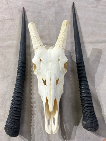 BIG Male Oryx Skull - African Antelope Horn + Gemsbok Skull (Horns are around 32 and 34 inches)