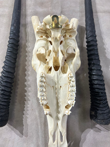 BIG Male Oryx Skull - African Antelope Horn + Gemsbok Skull (Horns are around 32 and 34 inches)