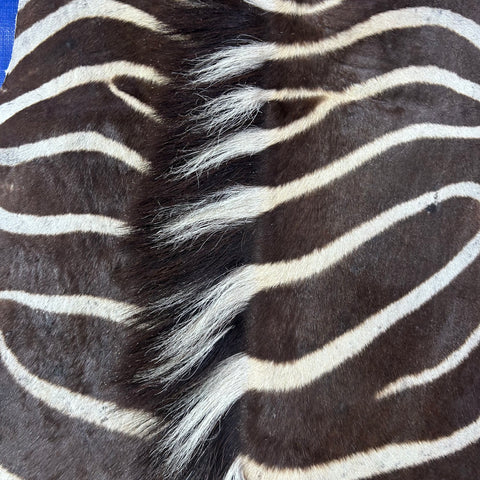 Real Zebra Skin Rug Hide # 59 Size: 8 X 6 feet Genuine Burchells Zebra Hide