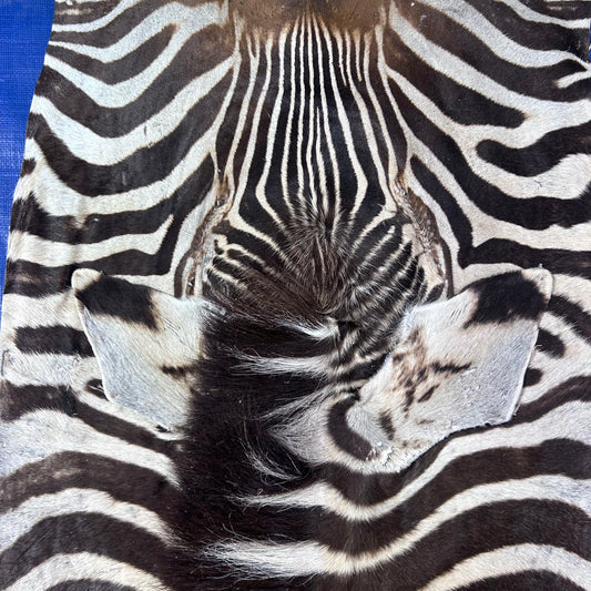 Real Zebra Skin Rug Hide # 59 Size: 8 X 6 feet Genuine Burchells Zebra Hide