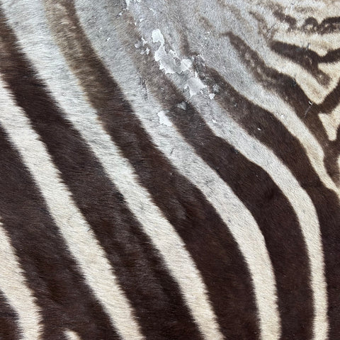 Real Zebra Skin Rug Hide # 59 Size: 8 X 6 feet Genuine Burchells Zebra Hide