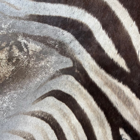 Real Zebra Skin Rug Hide # 59 Size: 8 X 6 feet Genuine Burchells Zebra Hide