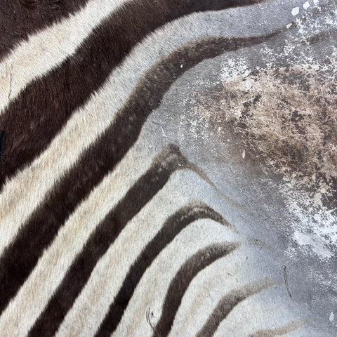 Real Zebra Skin Rug Hide # 59 Size: 8 X 6 feet Genuine Burchells Zebra Hide