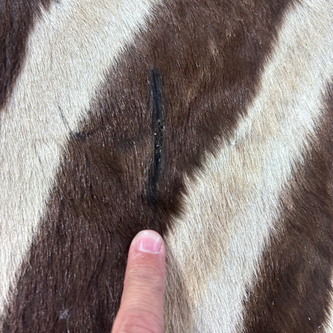 Real Zebra Skin Rug Hide # 59 Size: 8 X 6 feet Genuine Burchells Zebra Hide
