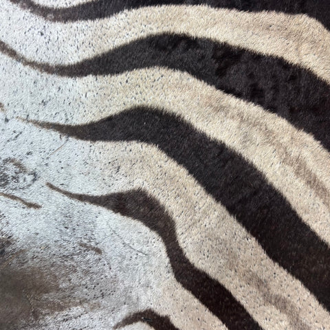 Real Zebra Skin Rug Hide # 60 Size: 9 X 7 feet Genuine Burchells Zebra Hide (lots of little dots)