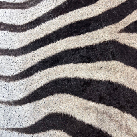 Real Zebra Skin Rug Hide # 60 Size: 9 X 7 feet Genuine Burchells Zebra Hide (lots of little dots)