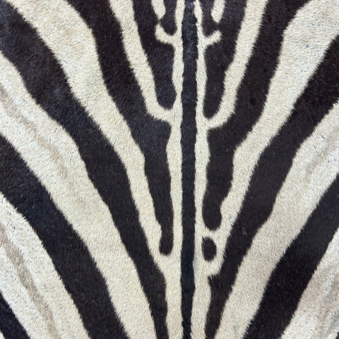 Real Zebra Skin Rug Hide # 60 Size: 9 X 7 feet Genuine Burchells Zebra Hide (lots of little dots)