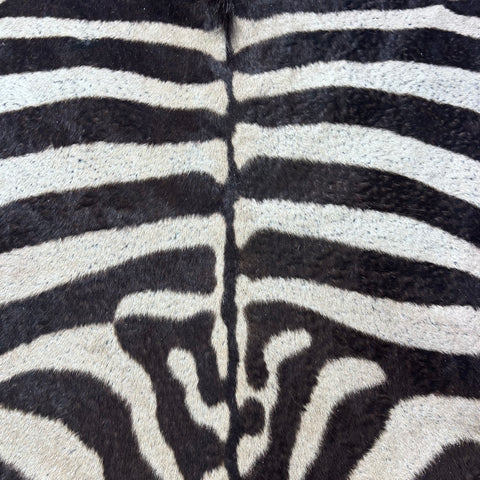 Real Zebra Skin Rug Hide # 60 Size: 9 X 7 feet Genuine Burchells Zebra Hide (lots of little dots)