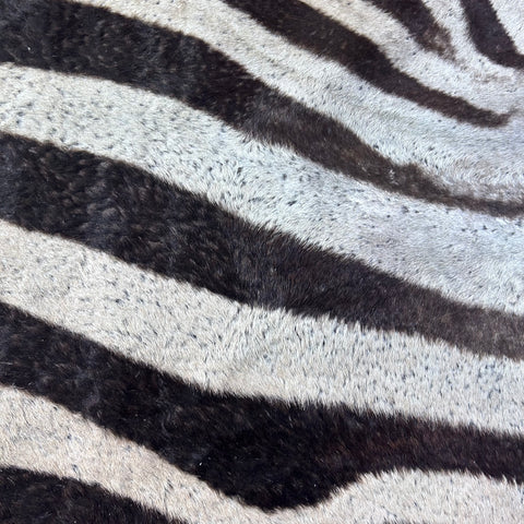 Real Zebra Skin Rug Hide # 60 Size: 9 X 7 feet Genuine Burchells Zebra Hide (lots of little dots)