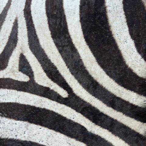 Real Zebra Skin Rug Hide # 60 Size: 9 X 7 feet Genuine Burchells Zebra Hide (lots of little dots)