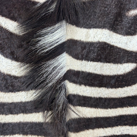 Real Zebra Skin Rug Hide # 60 Size: 9 X 7 feet Genuine Burchells Zebra Hide (lots of little dots)