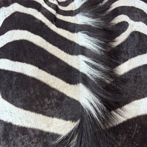 Real Zebra Skin Rug Hide # 60 Size: 9 X 7 feet Genuine Burchells Zebra Hide (lots of little dots)