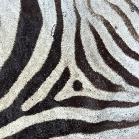 Real Zebra Skin Rug Hide # 60 Size: 9 X 7 feet Genuine Burchells Zebra Hide (lots of little dots)