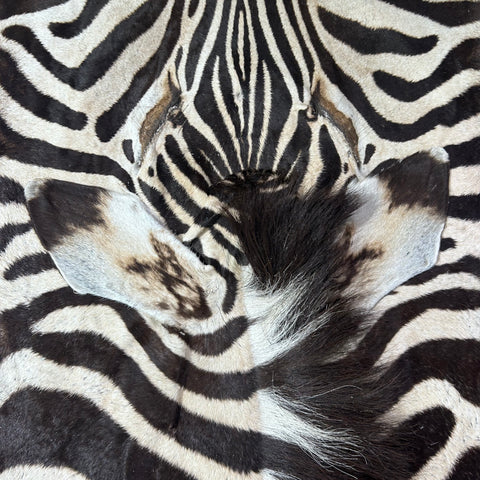 Real Zebra Skin Rug Hide # 60 Size: 9 X 7 feet Genuine Burchells Zebra Hide (lots of little dots)