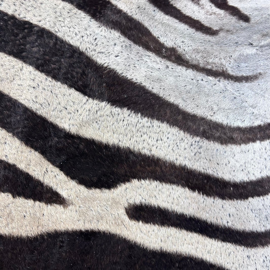 Real Zebra Skin Rug Hide # 60 Size: 9 X 7 feet Genuine Burchells Zebra Hide (lots of little dots)