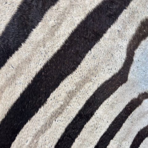 Real Zebra Skin Rug Hide # 60 Size: 9 X 7 feet Genuine Burchells Zebra Hide (lots of little dots)