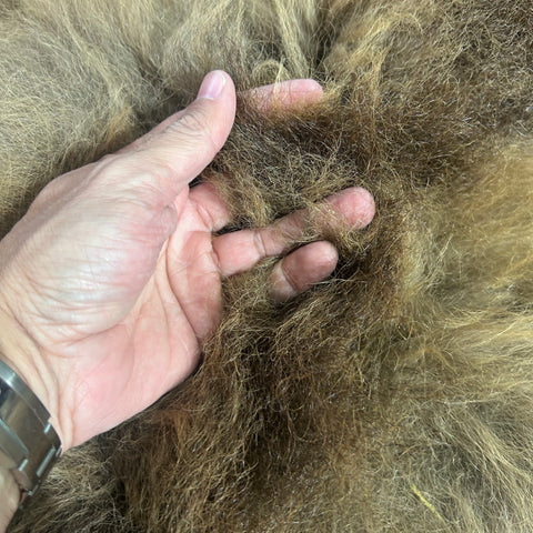 Bison Skin Rug (little tail) Size: 7.5x6.5 feet BISON # 17