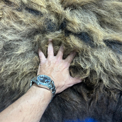 Bison Skin Rug (little tail) Size: 8x7 feet BISON # 18