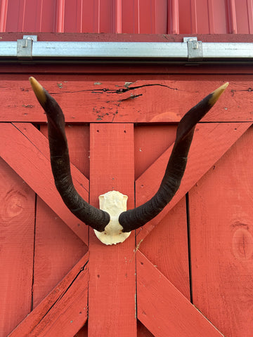 Giant Nyala Skull African Antelope Horn + Skull (Horns are around 24 inches measured around the curls)