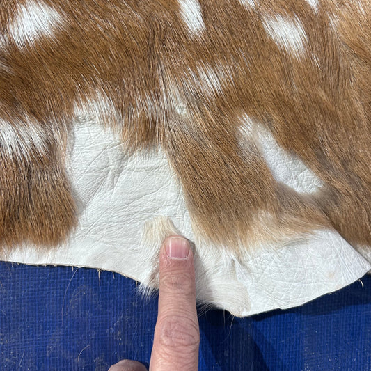 Axis Deer Skin Size: 41x32" Axis-748