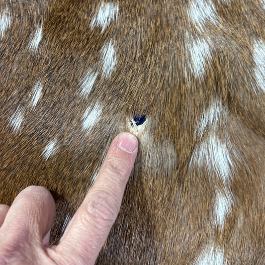 Axis Deer Skin Size: 40x33" Axis-751