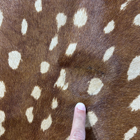 Axis Deer Print Cowhide Rug Size: 7x6.5 feet Z-091