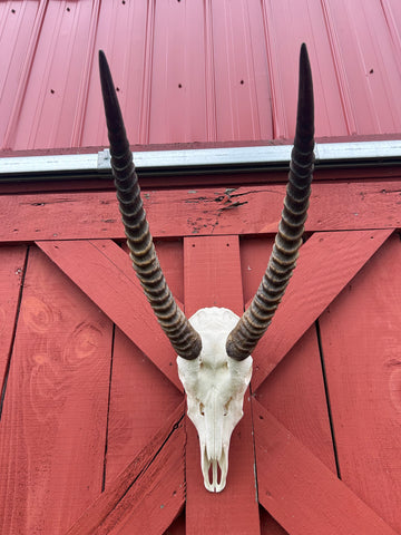 Animal Skull - Giant Waterbuck Skull Real African Antelope Horn + Skull (Horns are around 24 inches measured around the curvature)