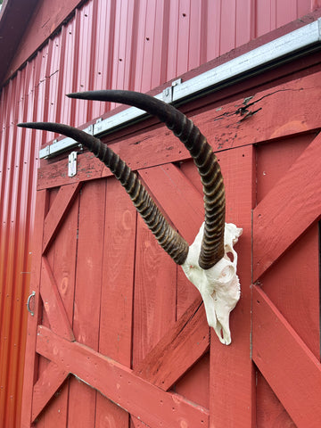 Animal Skull - Giant Waterbuck Skull Real African Antelope Horn + Skull (Horns are around 24 inches measured around the curvature)