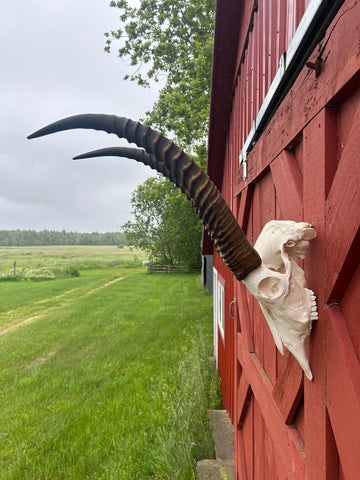 Animal Skull - Giant Waterbuck Skull Real African Antelope Horn + Skull (Horns are around 24 inches measured around the curvature)