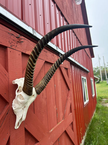 Animal Skull - Giant Waterbuck Skull Real African Antelope Horn + Skull (Horns are around 24 inches measured around the curvature)