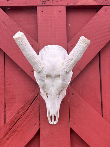 Animal Skull - Giant Waterbuck Skull Real African Antelope Horn + Skull (Horns are around 24 inches measured around the curvature)