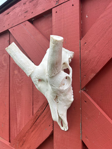 Animal Skull - Giant Waterbuck Skull Real African Antelope Horn + Skull (Horns are around 24 inches measured around the curvature)