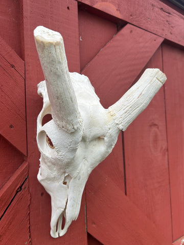 Animal Skull - Giant Waterbuck Skull Real African Antelope Horn + Skull (Horns are around 24 inches measured around the curvature)