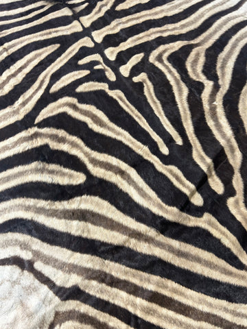 Real Zebra Rug # 16 + FREE PILLOW (felted/Tail is 29"/Nice Quality) Size: 8x6'