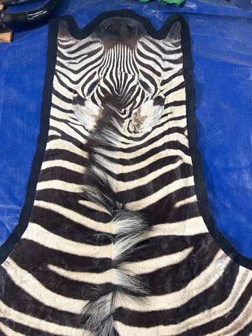 Real Zebra Rug # 16 + FREE PILLOW (felted/Tail is 29"/Nice Quality) Size: 8x6'