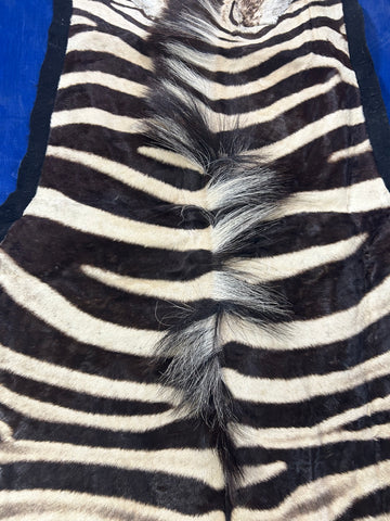 Real Zebra Rug # 16 + FREE PILLOW (felted/Tail is 29"/Nice Quality) Size: 8x6'