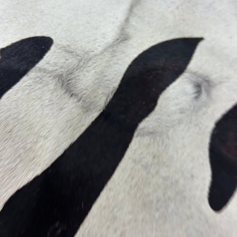 Tiger on Light Grey Cowhide Rug Size: 8x6.5 feet Z-110