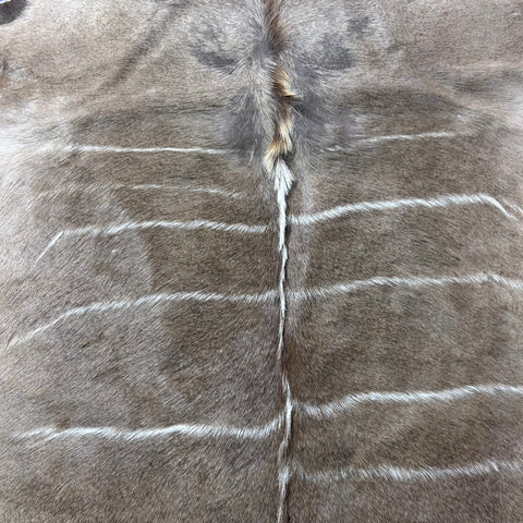Gorgeous Kudu Skin (bald in neck/Tail is 12") Size: 66x61" F-011