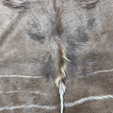 Gorgeous Kudu Skin (bald in neck/Tail is 12") Size: 66x61" F-011